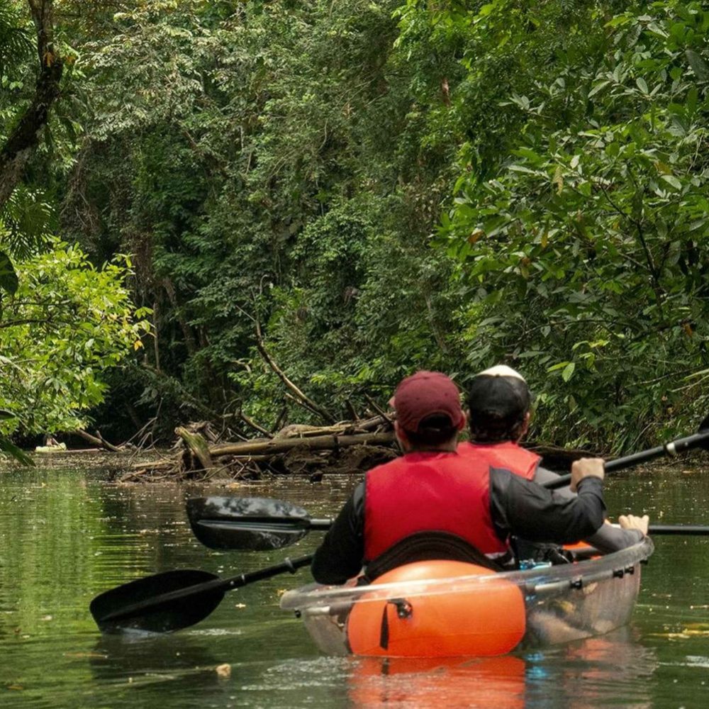 sloth-and-kayak-tour-4675868